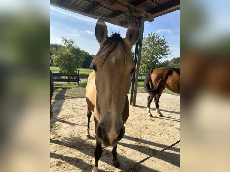 Duitse rijpony Merrie 3 Jaar 148 cm Buckskin in Melle