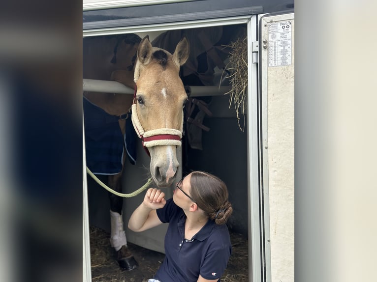 Duitse rijpony Merrie 3 Jaar 148 cm Buckskin in Melle