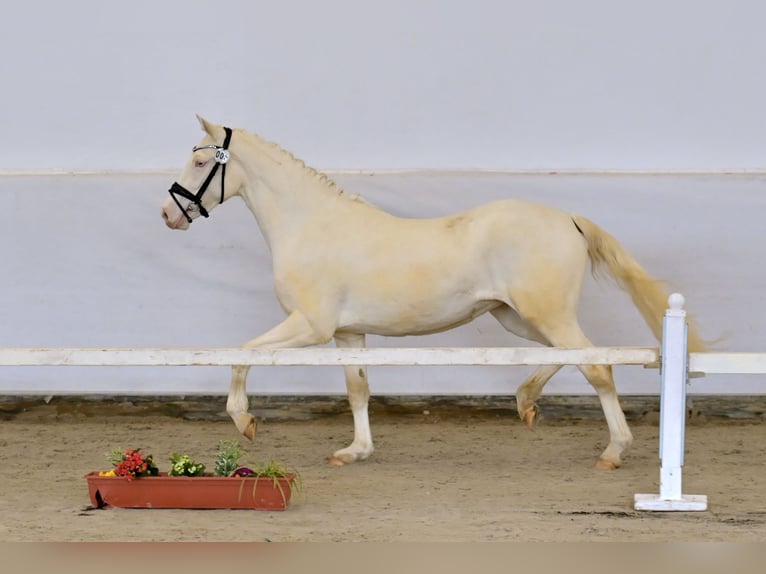 Duitse rijpony Merrie 3 Jaar 148 cm Cremello in Bubenheim
