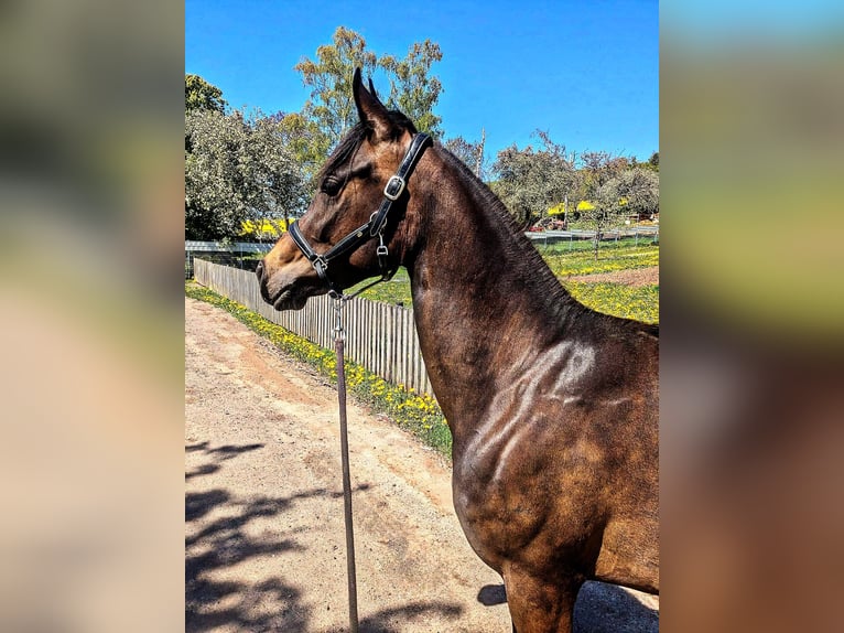 Duitse rijpony Mix Merrie 3 Jaar 148 cm Donkerbruin in Ferna