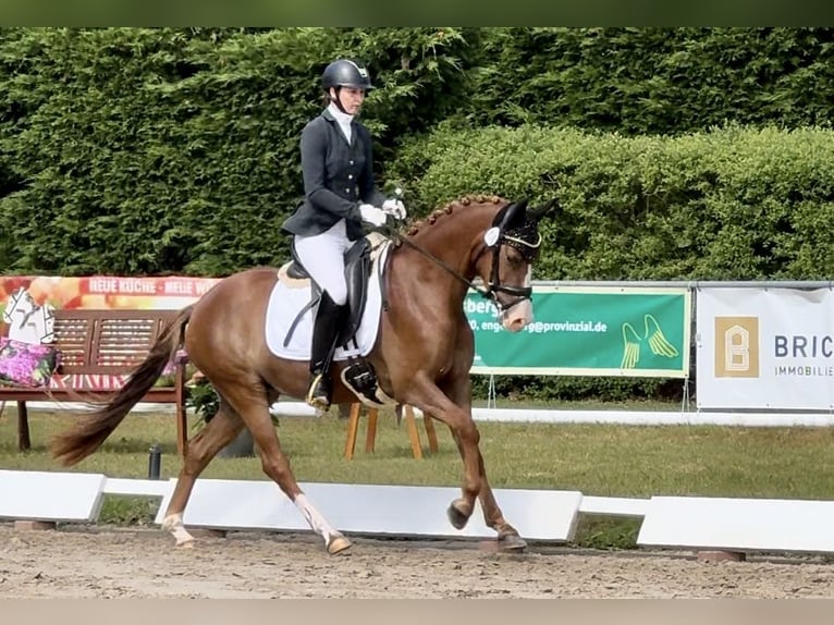 Duitse rijpony Merrie 3 Jaar 148 cm Donkere-vos in Ankum