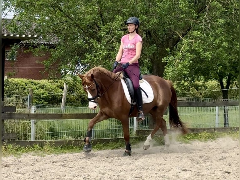 Duitse rijpony Merrie 3 Jaar 148 cm Donkere-vos in Ankum