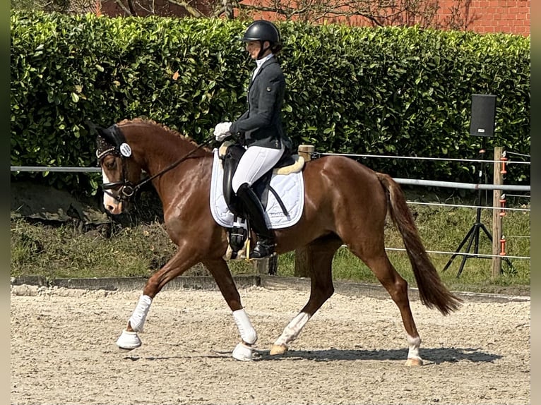 Duitse rijpony Merrie 3 Jaar 148 cm Donkere-vos in Ankum