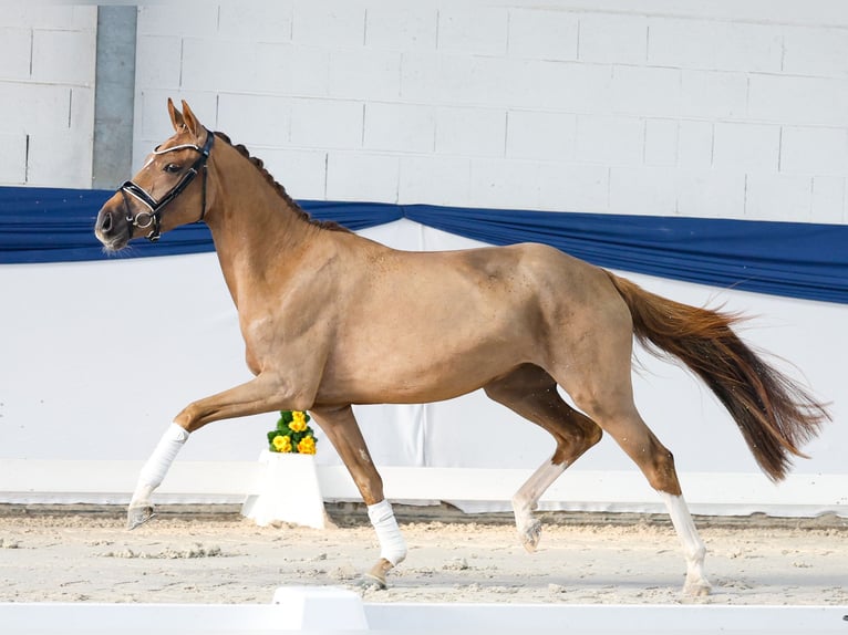 Duitse rijpony Merrie 3 Jaar 148 cm Donkere-vos in Marsberg