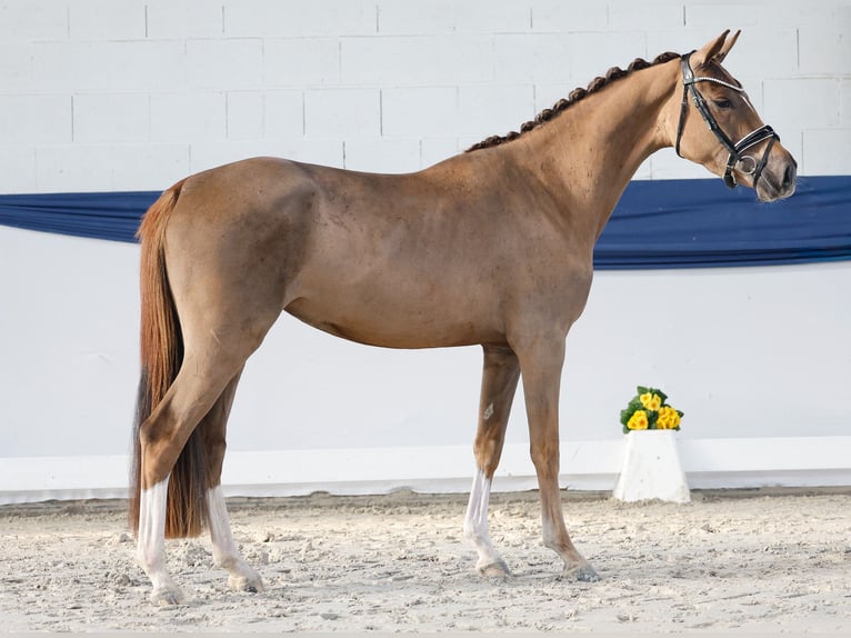 Duitse rijpony Merrie 3 Jaar 148 cm Donkere-vos in Marsberg