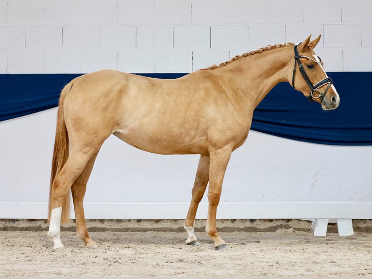 Duitse rijpony Merrie 3 Jaar 148 cm Dunalino in Marsberg