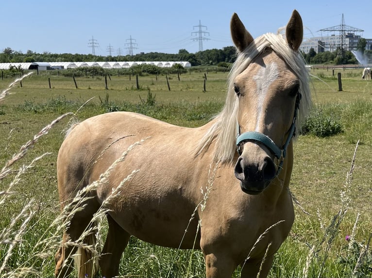 Duitse rijpony Merrie 3 Jaar 148 cm Palomino in Neuss