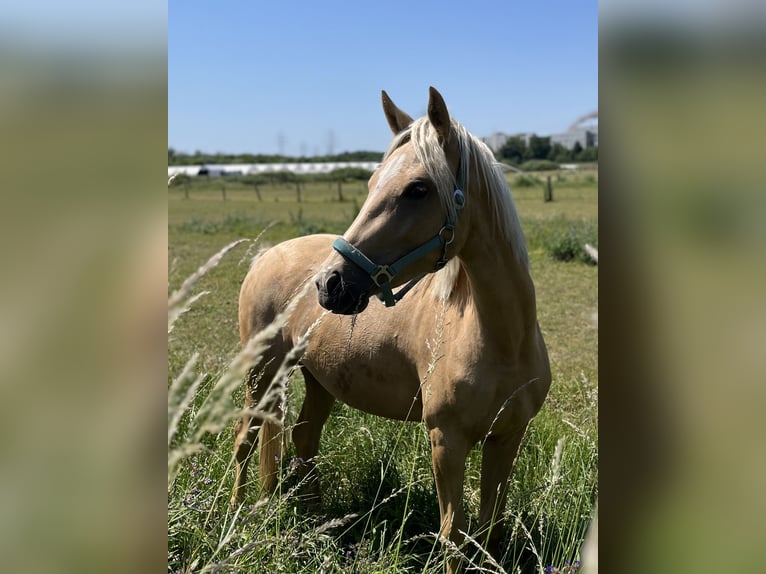 Duitse rijpony Merrie 3 Jaar 148 cm Palomino in Neuss