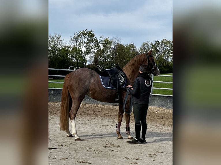 Duitse rijpony Merrie 3 Jaar 148 cm Roan-Red in Filderstadt