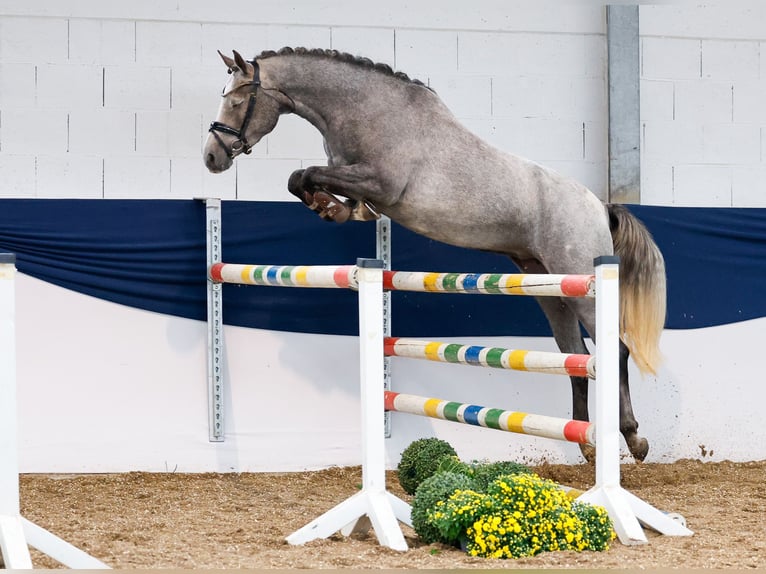 Duitse rijpony Merrie 3 Jaar 148 cm Schimmel in Marsberg