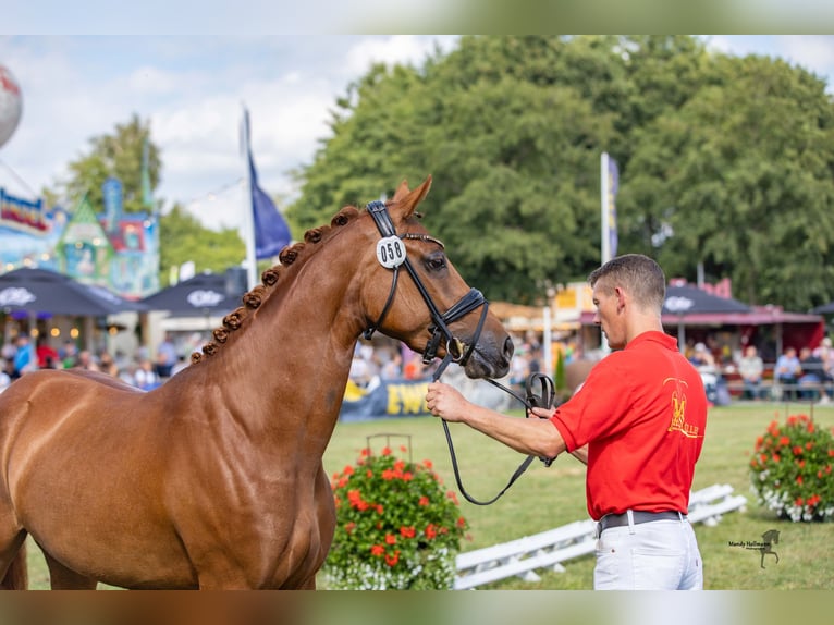 Duitse rijpony Merrie 3 Jaar 148 cm Vos in Neuenkirchen-Vörden