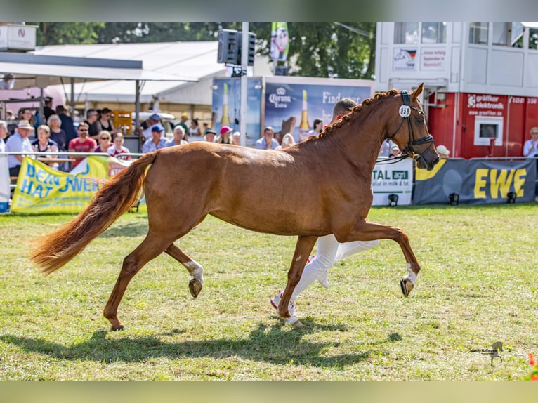 Duitse rijpony Merrie 3 Jaar 148 cm Vos in Neuenkirchen-Vörden