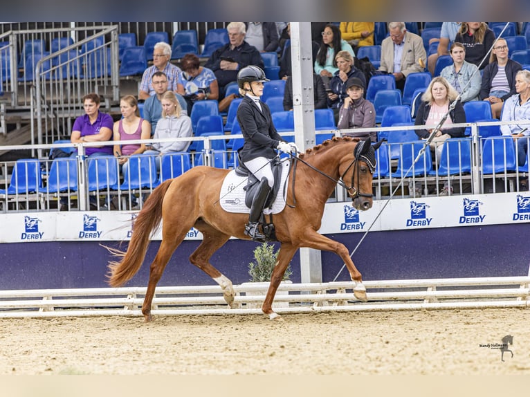 Duitse rijpony Merrie 3 Jaar 148 cm Vos in Neuenkirchen-Vörden