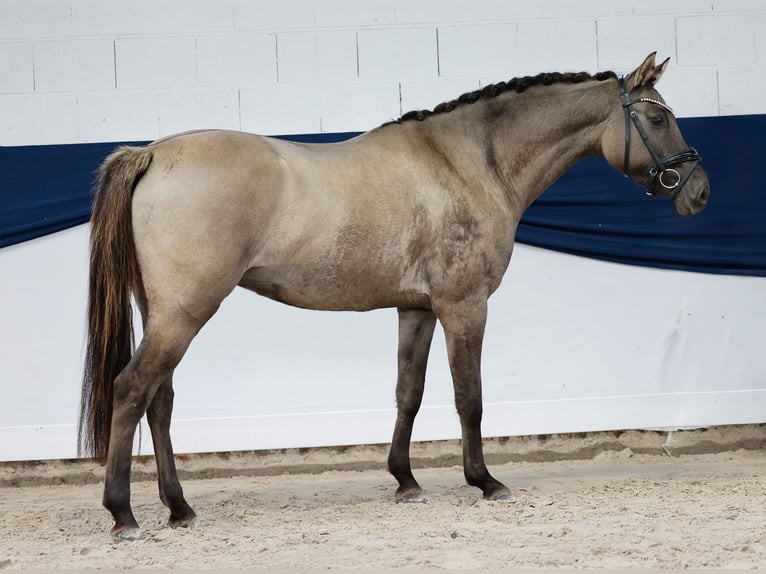 Duitse rijpony Merrie 3 Jaar 149 cm Buckskin in Marsberg