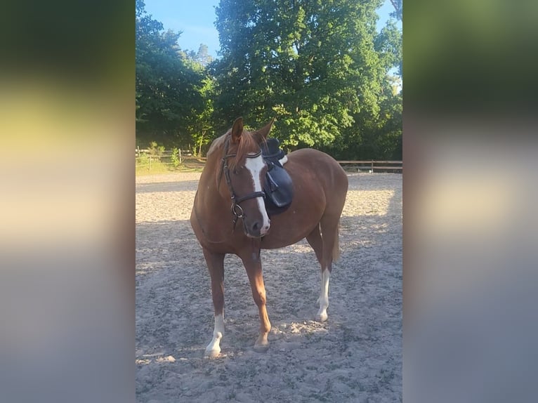 Duitse rijpony Merrie 3 Jaar 149 cm Vos in Oftersheim