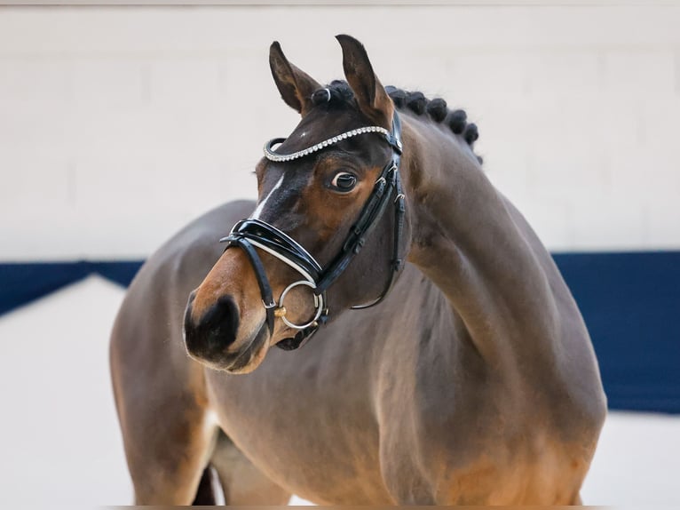 Duitse rijpony Merrie 3 Jaar 150 cm Bruin in Marsberg