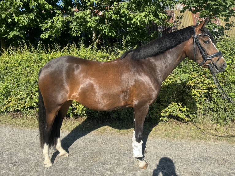 Duitse rijpony Merrie 3 Jaar 152 cm Bruin in Kassel