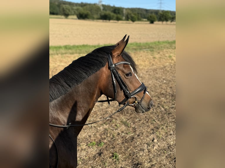 Duitse rijpony Merrie 3 Jaar 152 cm Bruin in Kassel