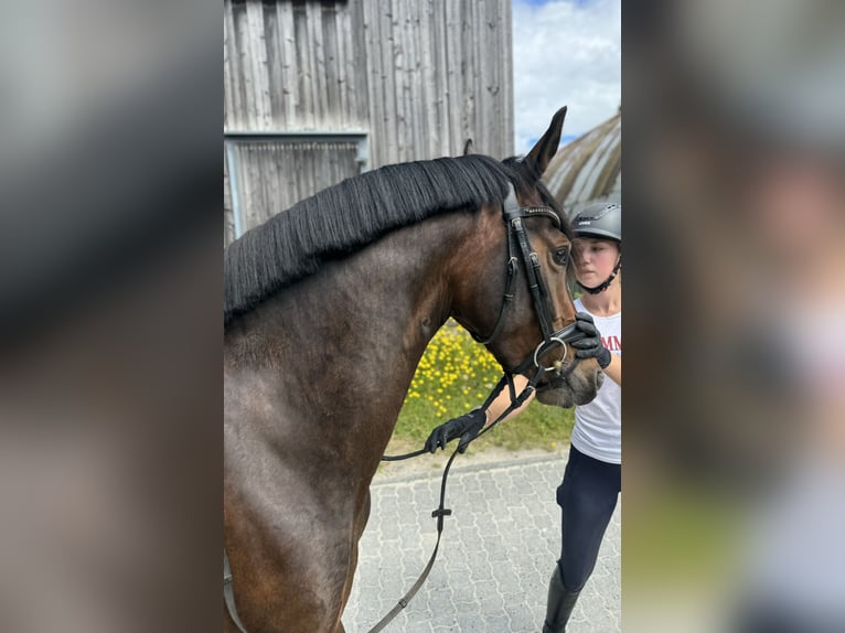 Duitse rijpony Merrie 3 Jaar 152 cm Bruin in Kassel