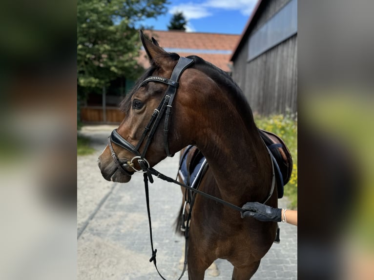 Duitse rijpony Merrie 3 Jaar 152 cm Bruin in Kassel