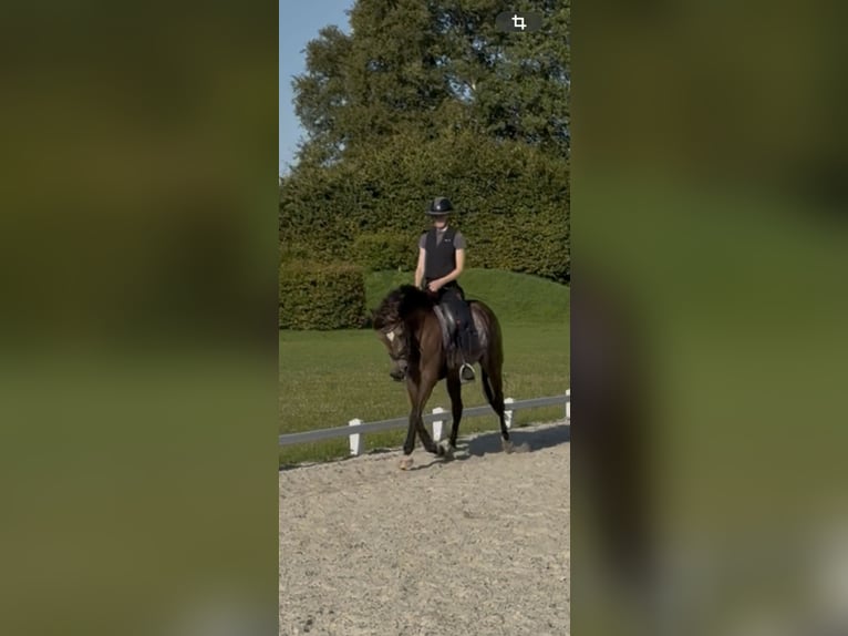 Duitse rijpony Merrie 3 Jaar 152 cm Buckskin in Dornum Nesse