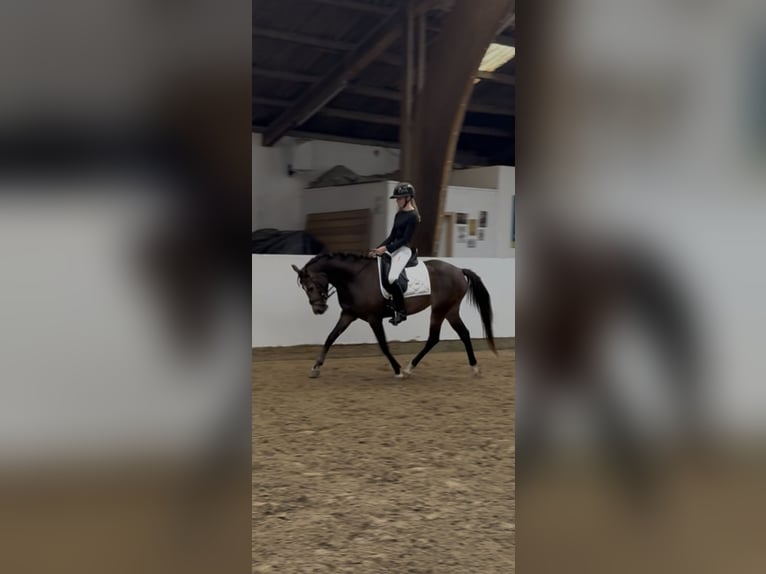 Duitse rijpony Merrie 3 Jaar 152 cm Buckskin in Dornum Nesse