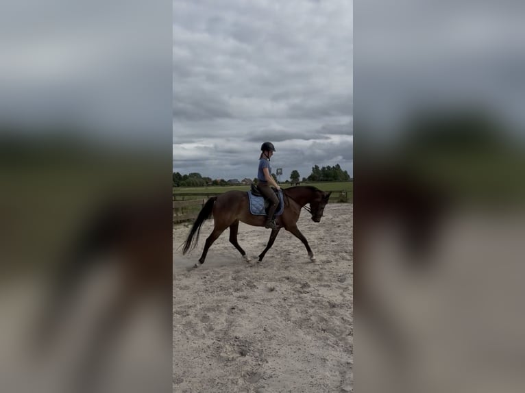 Duitse rijpony Merrie 3 Jaar 152 cm Buckskin in Dornum Nesse