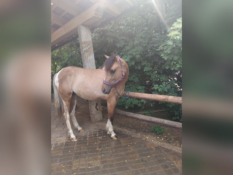 Duitse rijpony Mix Merrie 3 Jaar 152 cm Falbe in M&#xFC;nchberg