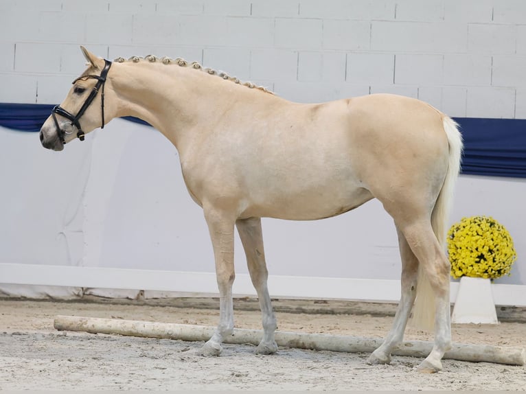 Duitse rijpony Merrie 3 Jaar 152 cm Palomino in Marsberg