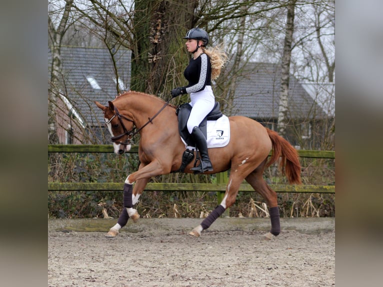 Duitse rijpony Merrie 3 Jaar 152 cm Vos in Brummen