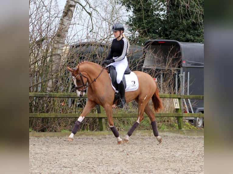 Duitse rijpony Merrie 3 Jaar 152 cm Vos in Brummen