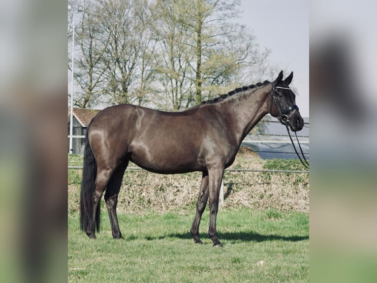 Duitse rijpony Merrie 3 Jaar 152 cm Zwart in Dorsten
