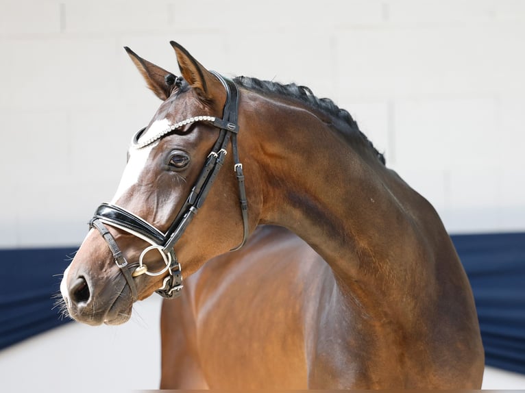 Duitse rijpony Merrie 3 Jaar 153 cm Bruin in Marsberg
