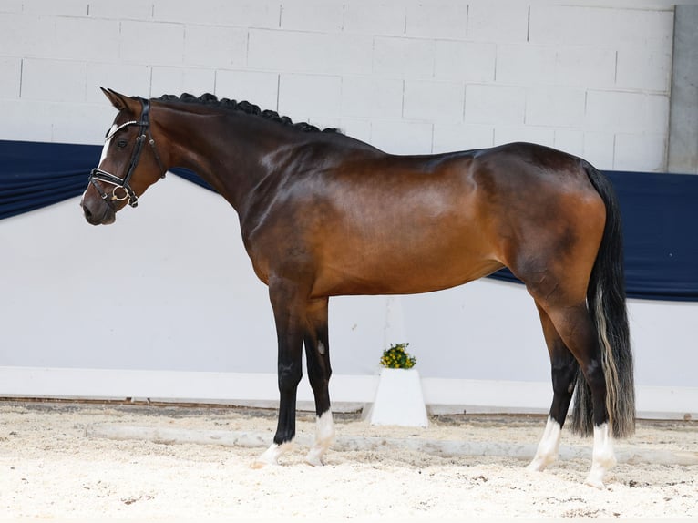 Duitse rijpony Merrie 3 Jaar 153 cm Bruin in Marsberg