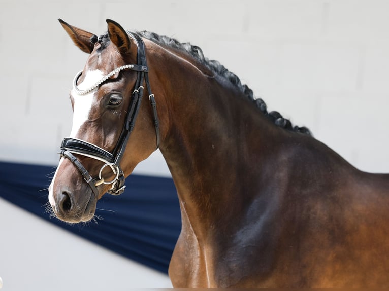 Duitse rijpony Merrie 3 Jaar 153 cm Bruin in Marsberg