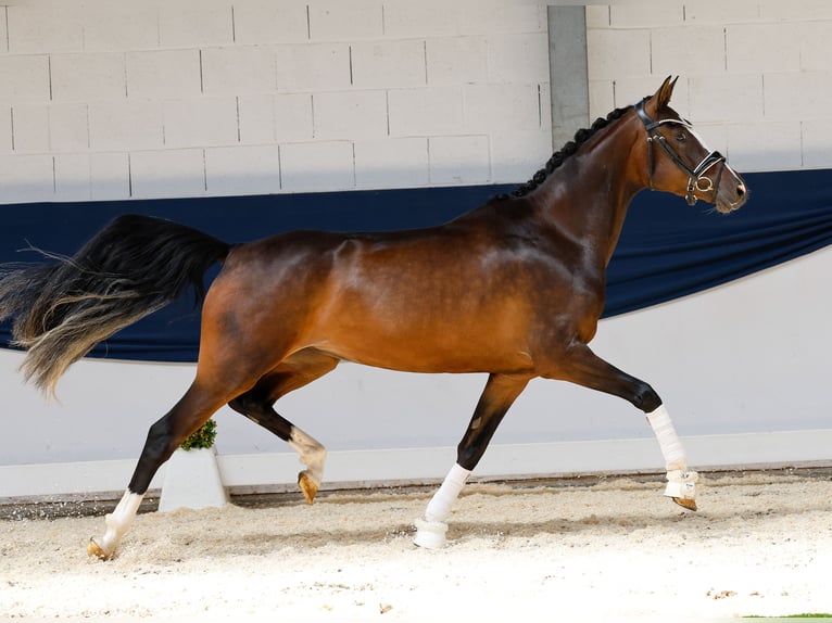 Duitse rijpony Merrie 3 Jaar 153 cm Bruin in Marsberg