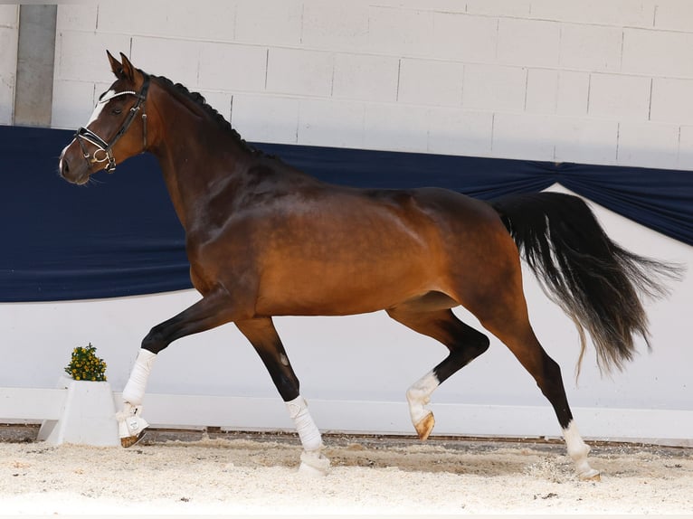 Duitse rijpony Merrie 3 Jaar 153 cm Bruin in Marsberg