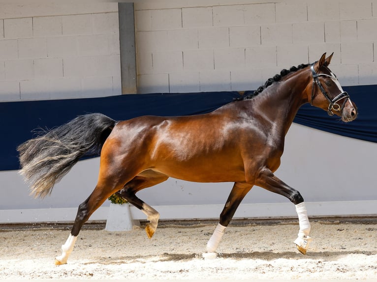 Duitse rijpony Merrie 3 Jaar 153 cm Bruin in Marsberg