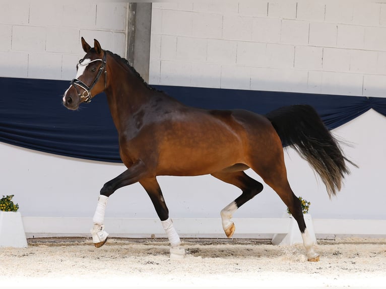 Duitse rijpony Merrie 3 Jaar 153 cm Bruin in Marsberg