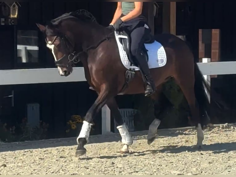 Duitse rijpony Merrie 3 Jaar 153 cm Bruin in Kassel