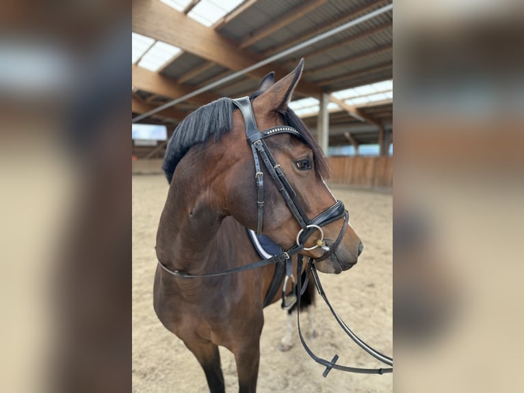 Duitse rijpony Merrie 3 Jaar 153 cm Bruin in Kassel