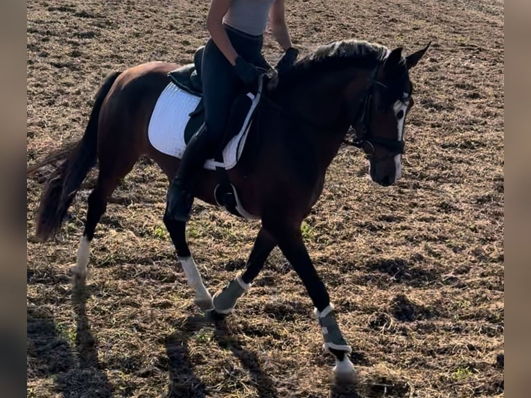 Duitse rijpony Merrie 3 Jaar 153 cm Bruin in Kassel