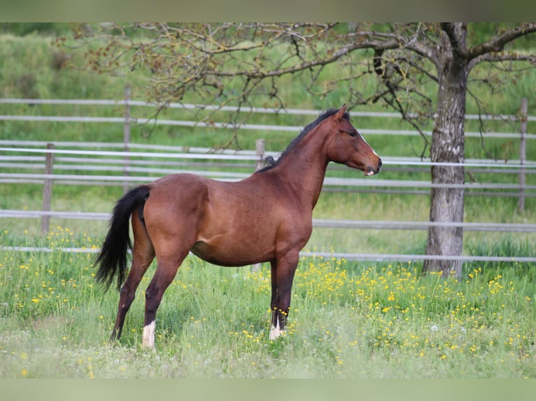 Duitse rijpony Mix Merrie 3 Jaar 153 cm Bruin in Waldshut-Tiengen