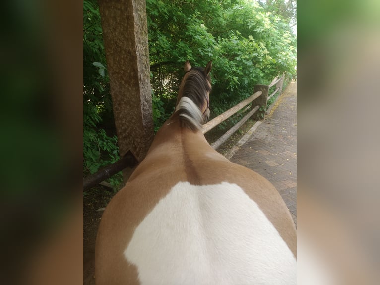 Duitse rijpony Mix Merrie 3 Jaar 153 cm Falbe in M&#xFC;nchberg
