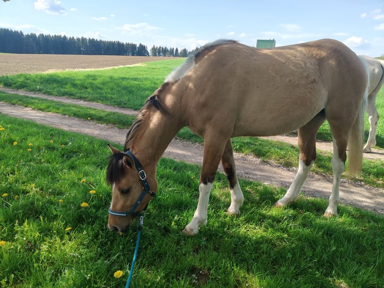 Duitse rijpony Mix Merrie 3 Jaar 153 cm Falbe in M&#xFC;nchberg