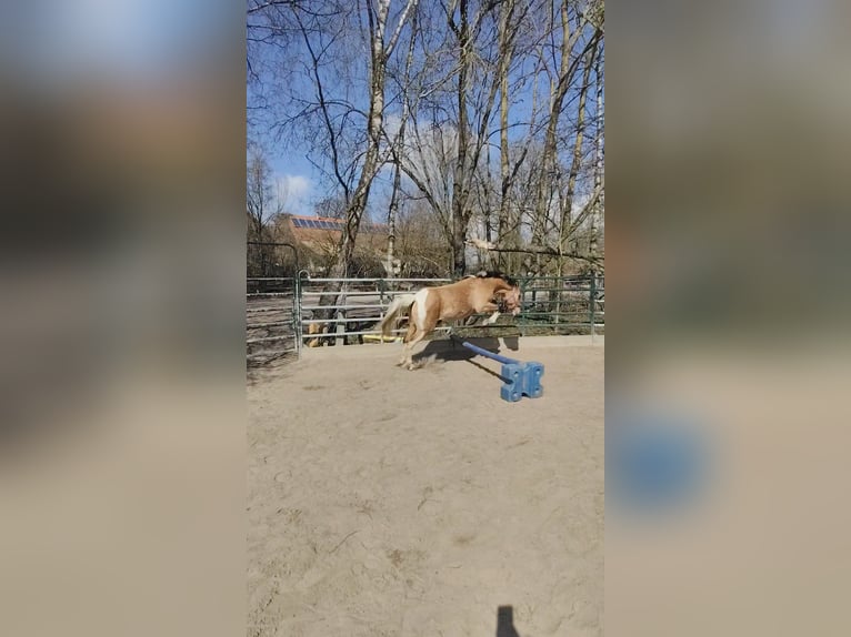 Duitse rijpony Mix Merrie 3 Jaar 153 cm Falbe in M&#xFC;nchberg