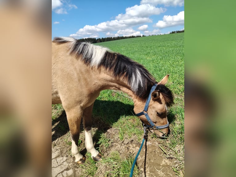 Duitse rijpony Mix Merrie 3 Jaar 153 cm Falbe in M&#xFC;nchberg