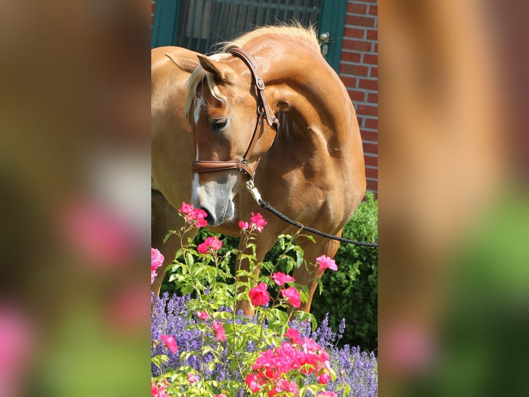 Duitse rijpony Merrie 3 Jaar 154 cm Palomino in Rehburg-Loccum M&#xFC;nchehagen