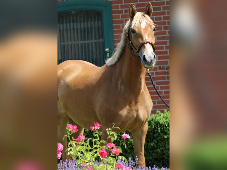 Duitse rijpony Merrie 3 Jaar 154 cm Palomino in Rehburg-Loccum M&#xFC;nchehagen