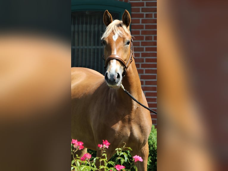 Duitse rijpony Merrie 3 Jaar 154 cm Palomino in Rehburg-Loccum M&#xFC;nchehagen